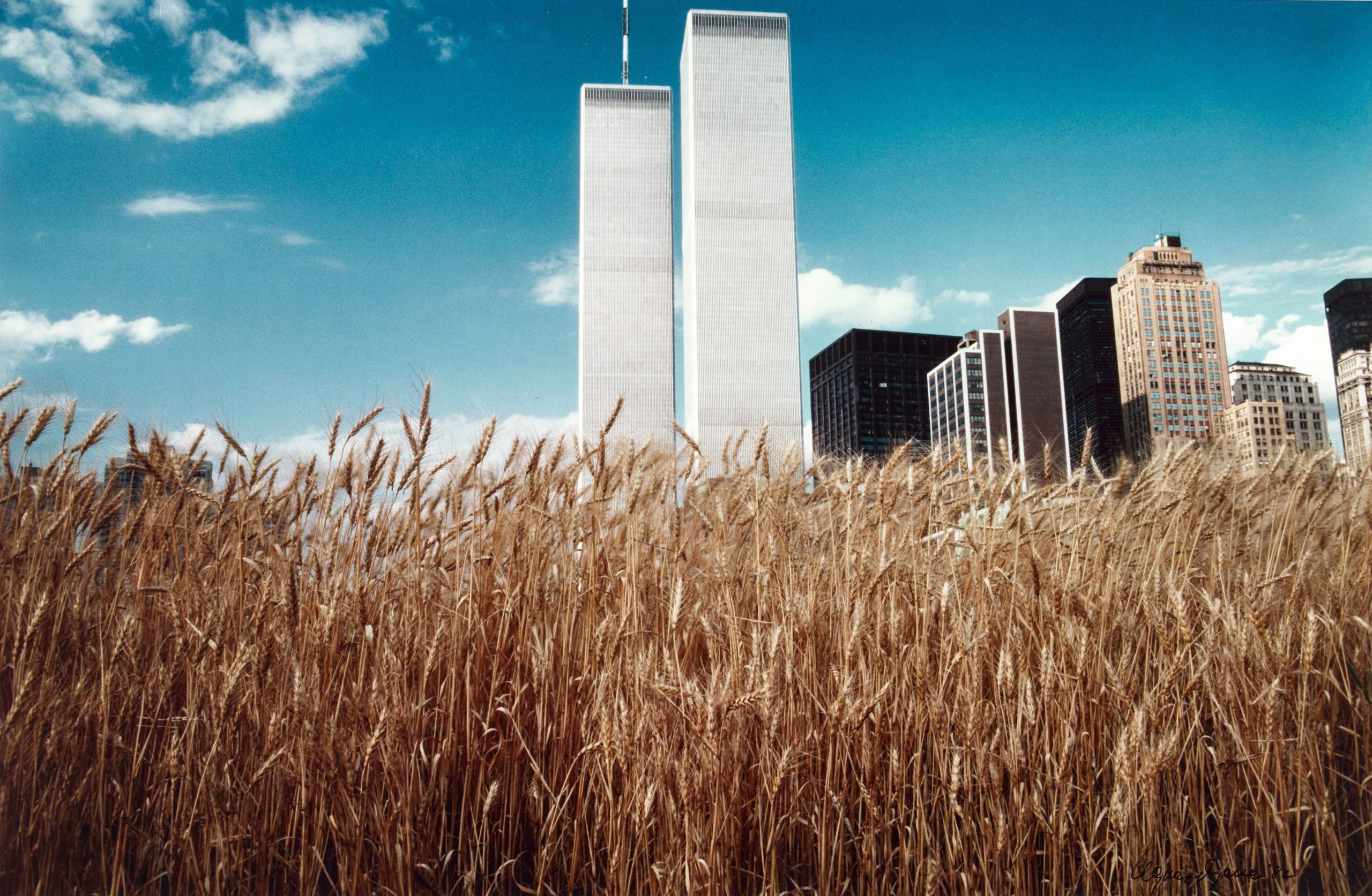 Agnes Denes' Wheatfield with the Manhattan skyline in the background
