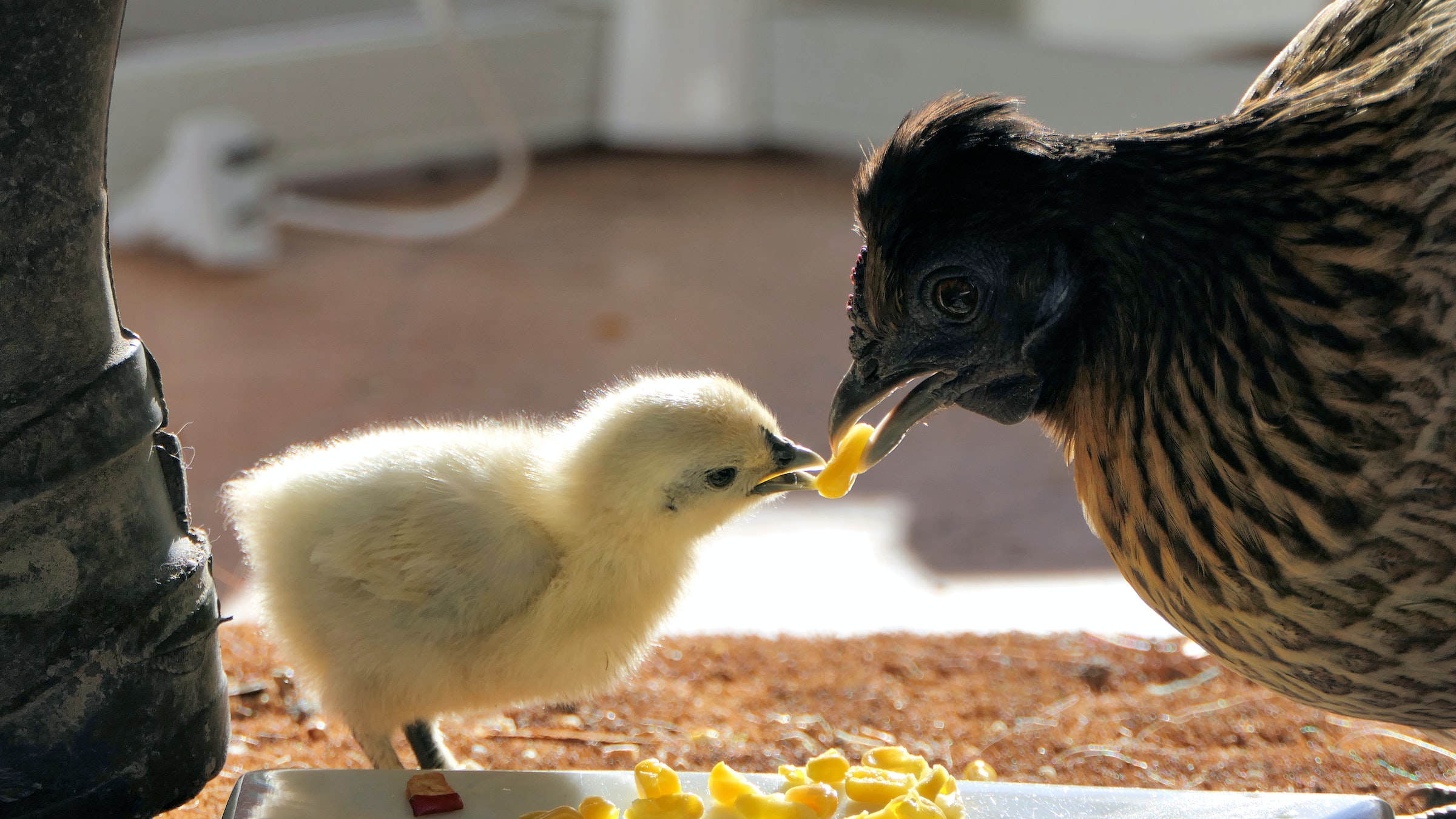 A baby chick takes food from a hen
