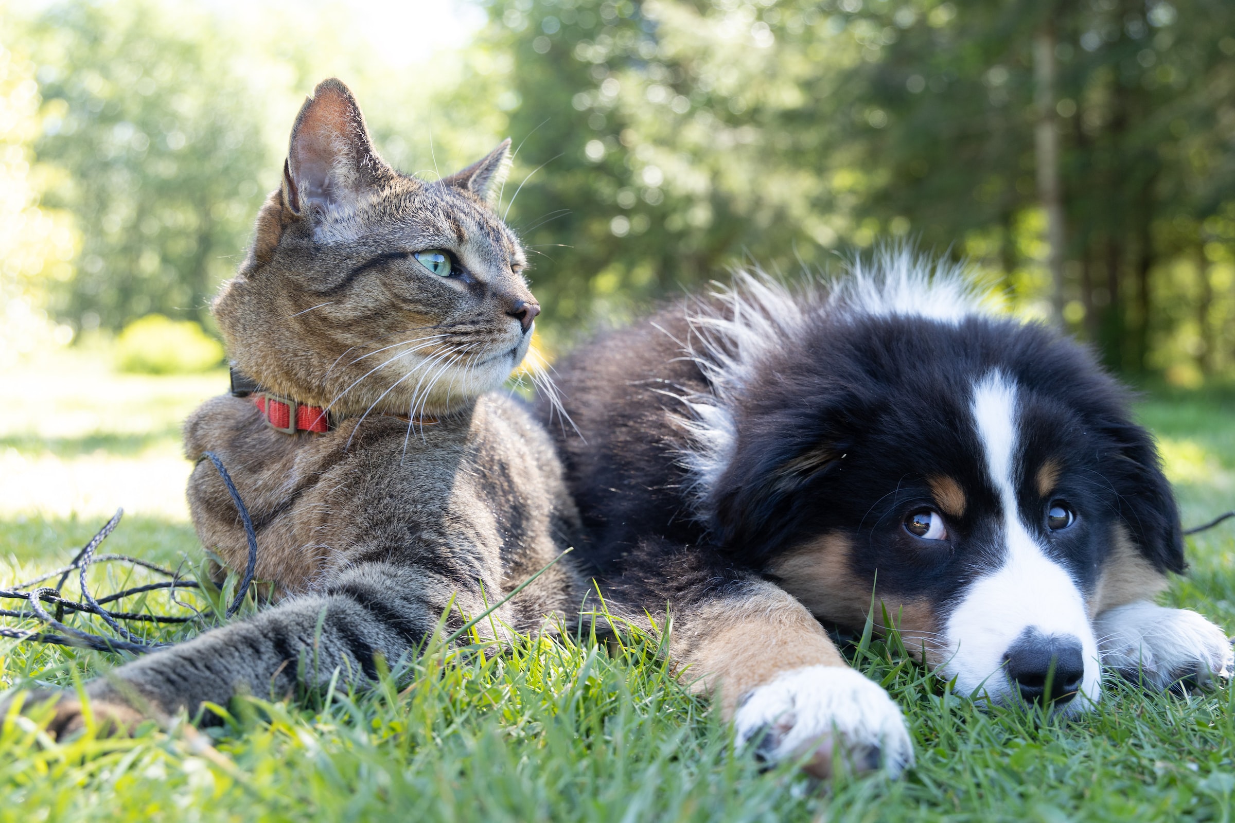 A cat and a dog sit next to each other in the grass