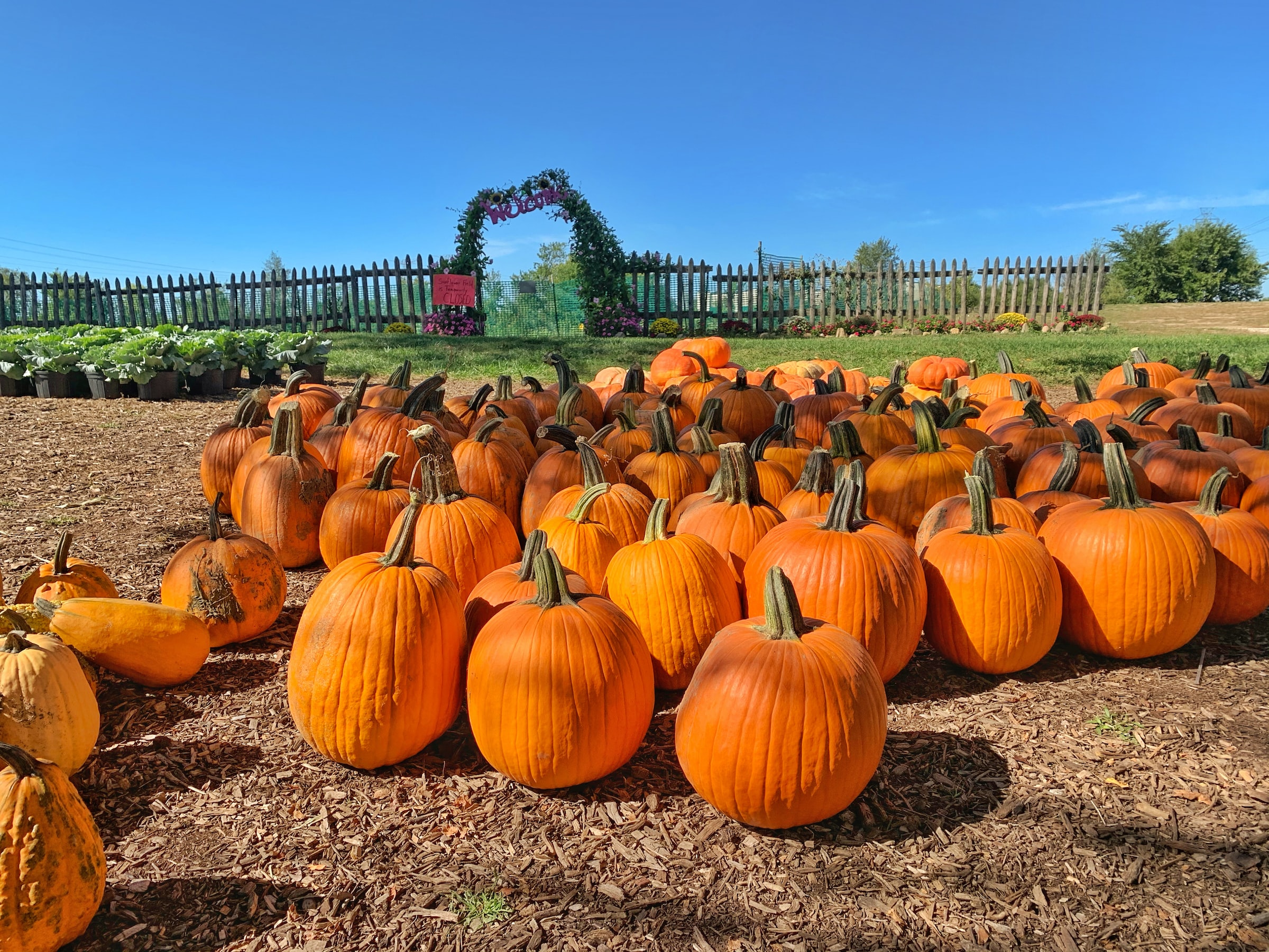 A pumpkin patch with a large pile of harvested pumpkins