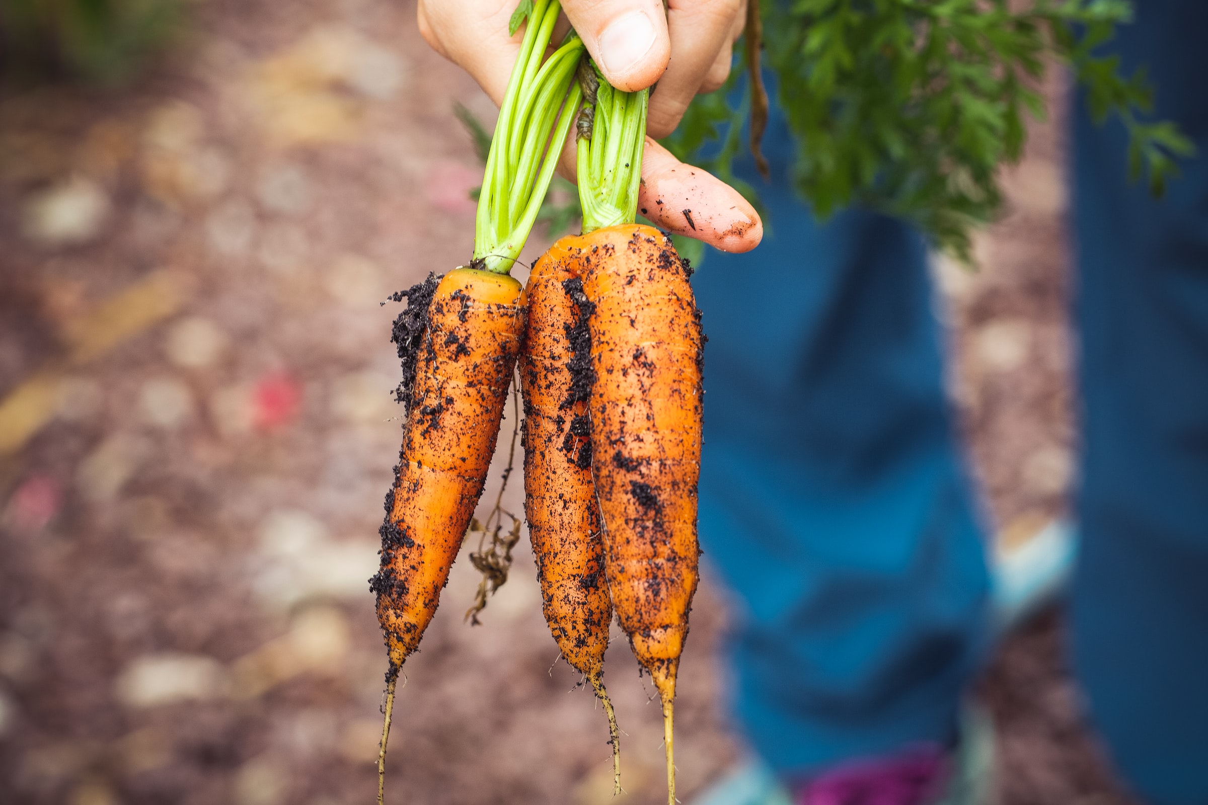 Three small carrots pulled fresh from the ground