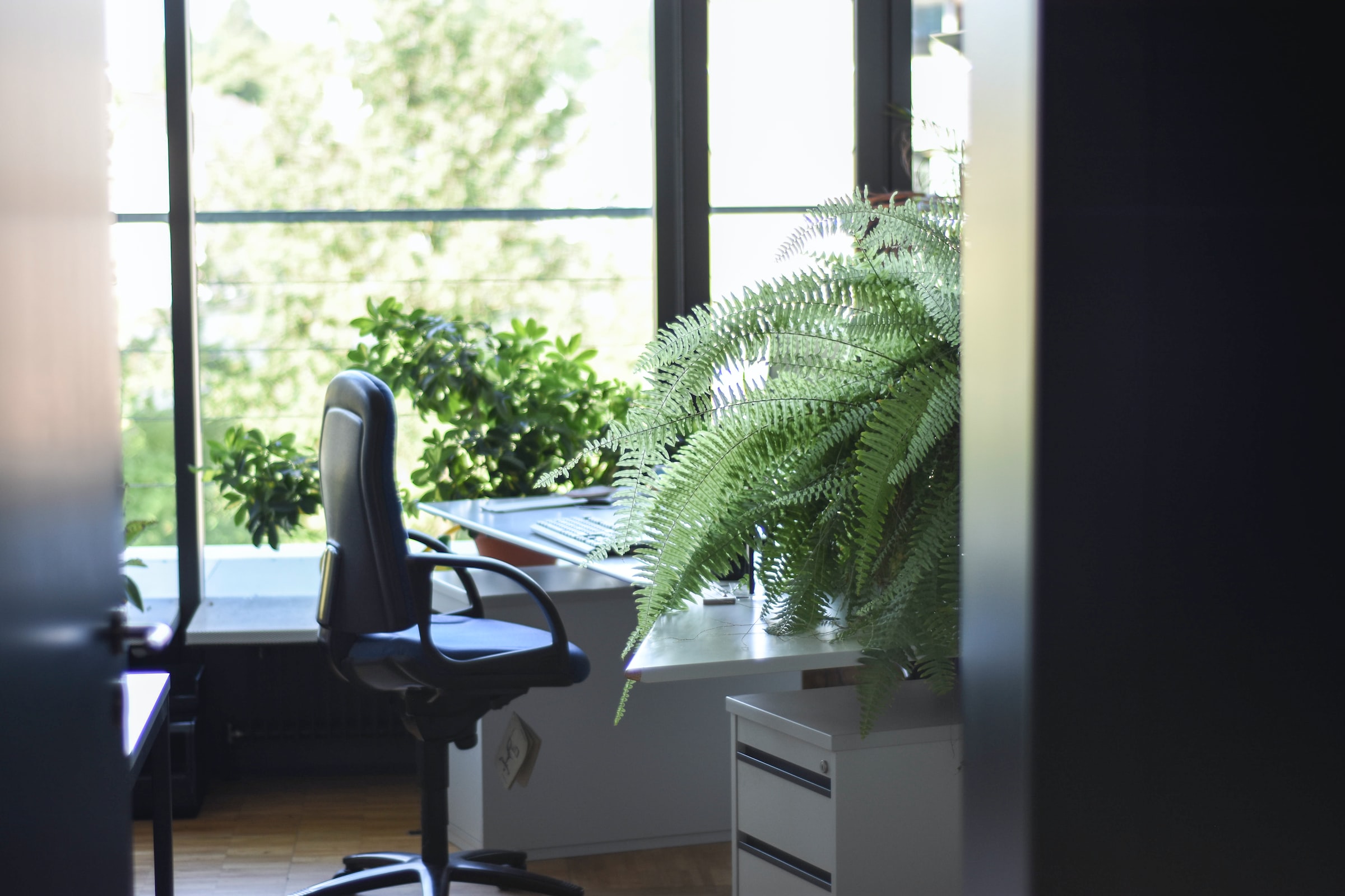 An office with a desk plant and a large window over a garden