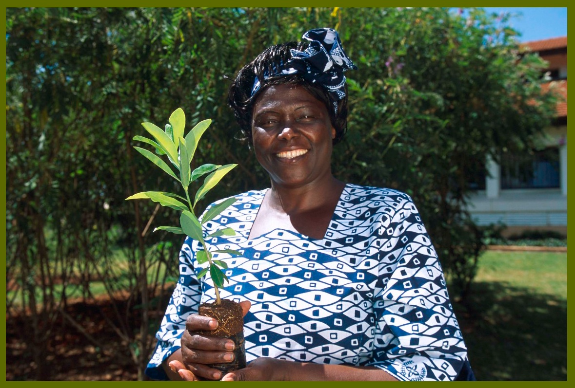 Wangarĩ Maathai smiles holding a small plant