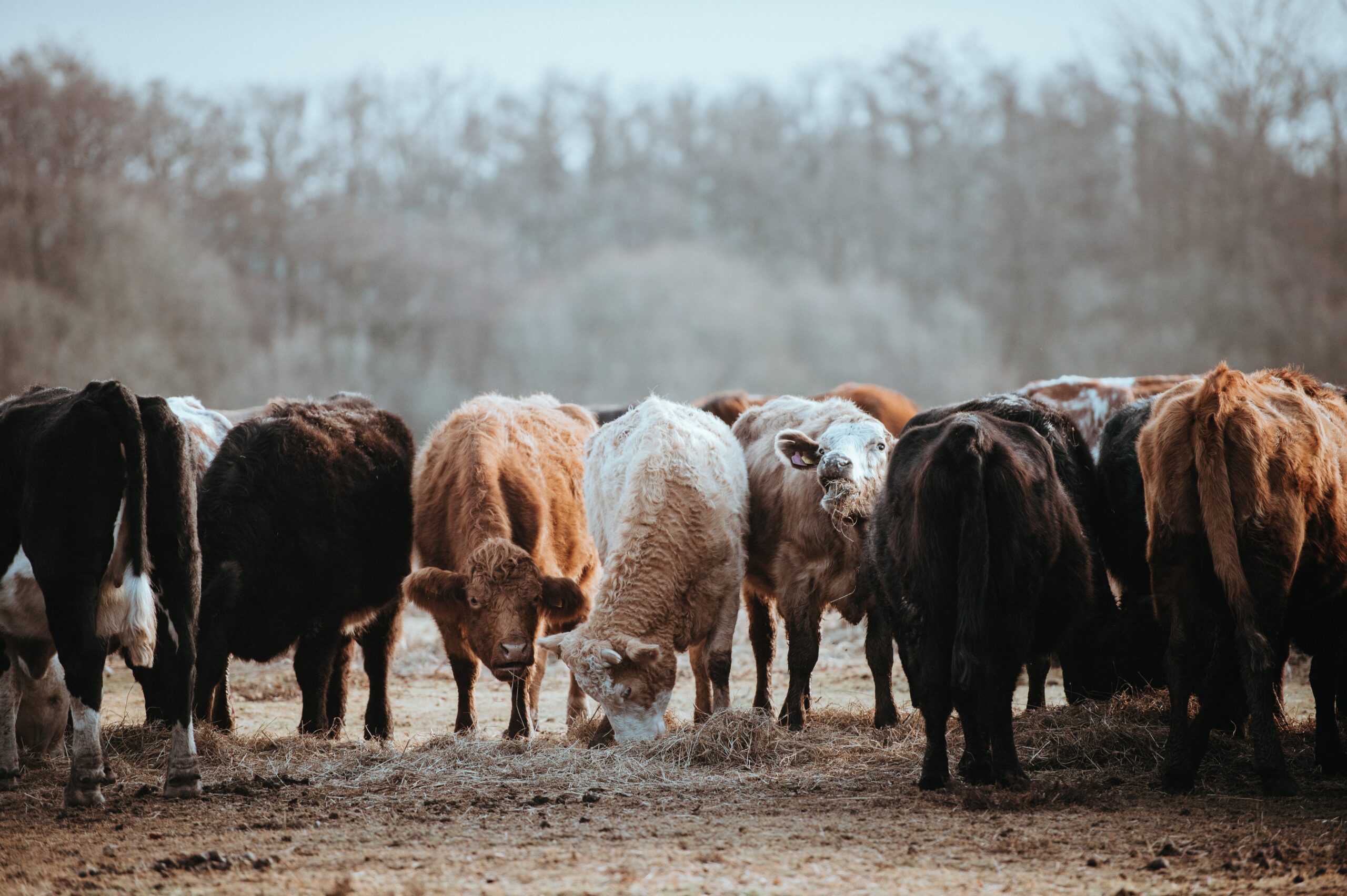 A grouping of cattle, lighter brown to darker brown, grazing or sniffing the ground on a dusty area.