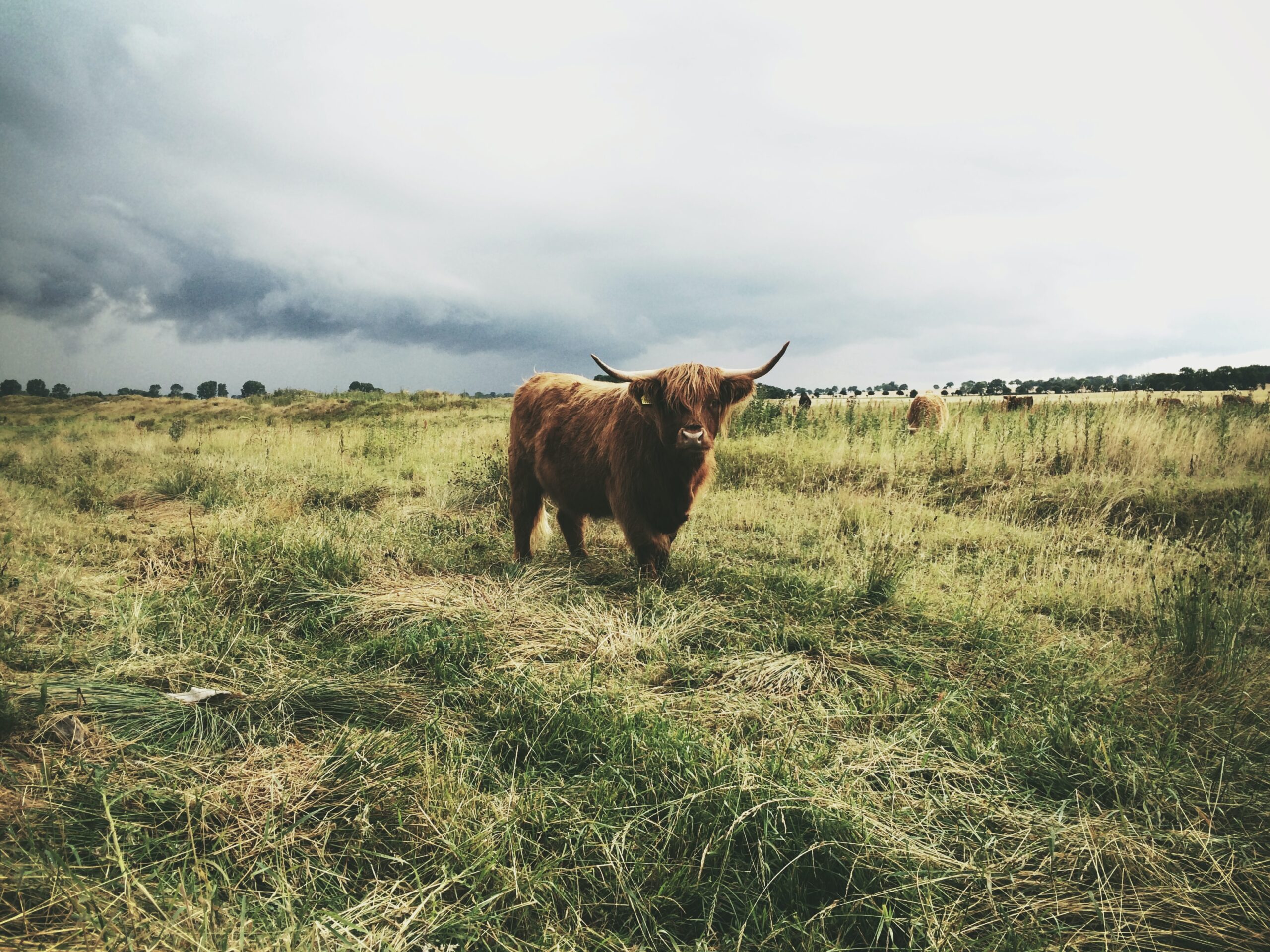 Image of a bison in a field with stepped on grasses and dirt under a cloudy sky.